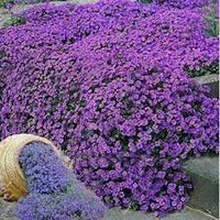 Heirloom Non-GMO Cascade Flower Seeds for Garden Planting – Flowing Vibrant Blooms