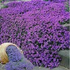 Heirloom Non-GMO Cascade Flower Seeds for Garden Planting ƒ?? Flowing Vibrant Blooms