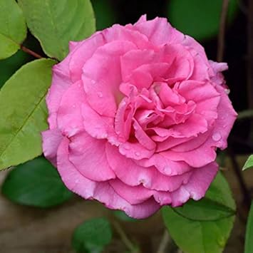 Zephirine Drouhin Rose Plant Seeds for Planting - Non-GMO Heirloom Garden Seeds for Growing Beautiful Roses