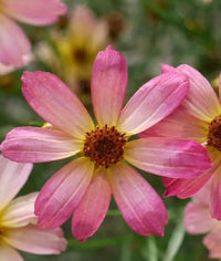 Pink Coreopsis Flower Seeds ƒ?? Heirloom, Non-GMO Flower Seeds for Planting