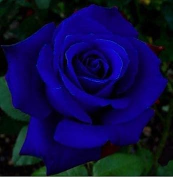 Rose Flower Seeds for Planting – Heirloom, Non-GMO Seeds for Beautiful Garden Blooms