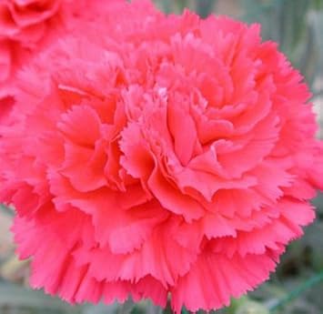 Organic Pink Caryophyllus Flower Seeds for Planting ƒ?? Heirloom, Non-GMO for planting in your garden.