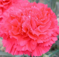 Pink Dianthus Flower Seeds for Planting, Fresh, NON GMO Seeds