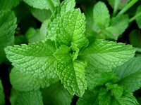 Mint Vegetable Seeds for Planting, 100 Pcs pcs
