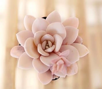 100 Pcs