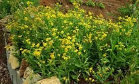 Meadow Arnica Yellow Flower Seeds for Planting - NON GMO Seeds
