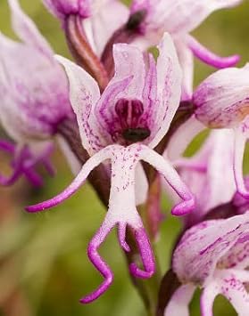 Purple Monkey Face Flower Seeds – Organic, Heirloom, Non-GMO Seeds for Planting