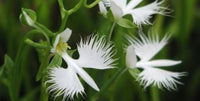 White Orchid Garden Terrace Flower Seeds for Planting - NON GMO Seeds