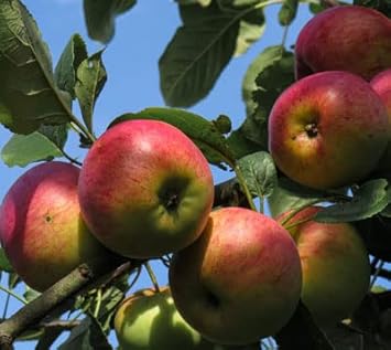 Pink and yellow apple fruit seeds
