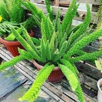 Beautifull Asparagus Meyeri Foxtail Fern Plant Seeds for Planting heirloom & Non-GMO Seeds