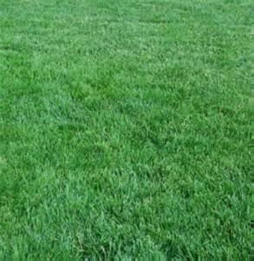 Baron Kentucky Bluegrass Seed