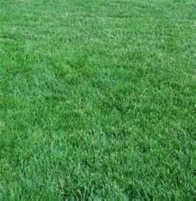 Baron Kentucky Bluegrass Seed