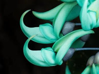 Organic Jade Green Flower Seeds for Planting – Heirloom, Non-GMO for planting in your garden.