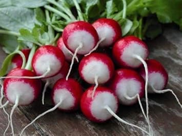 Maroon Red Okra Abelmoschus esculentus for planting in urban garden