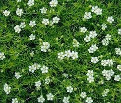 Sagina Subulata Flower Seeds for Planting ƒ?? Organic, Heirloom, Non-GMO Ground Cover Seeds for planting in your garden.