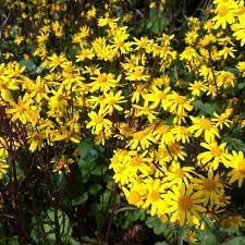 Heirloom Black Eyed Susan Flower Seeds for Planting - NON GMO Seeds