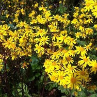 Heirloom Black Eyed Susan Flower Seeds for Planting - NON GMO Seeds