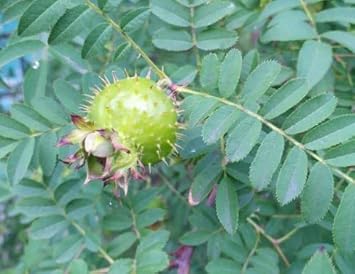Rosa Roxbunghii wild fruit seeds