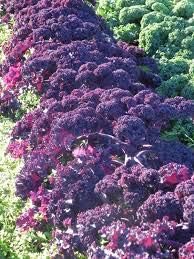 Kale Seeds for Planting, Violet, 100 Pcs pcs