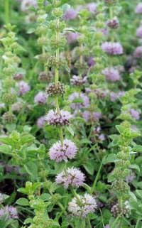 Violet Hedeoma pulegioides Flower Seeds for Planting - Heirloom & Non-GMO Seeds