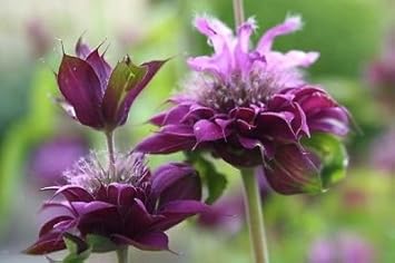 Hybrida (Hybrida scientific name) for planting in garden