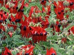 Sturt's Flower Seeds for Planting - NON GMO Seeds for planting in home garden