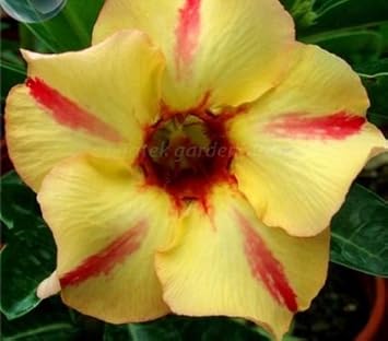 Yellow Red Bellfarm Flower Seeds for Planting, NON GMO Seeds