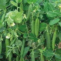 Peas Vegetable Seeds for Planting, 100 Pcs pcs