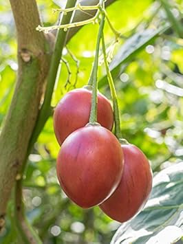 Cyphomandra Betacea Fruit Seed Set for Exotic Fruit Trees 100 Pcs pcs