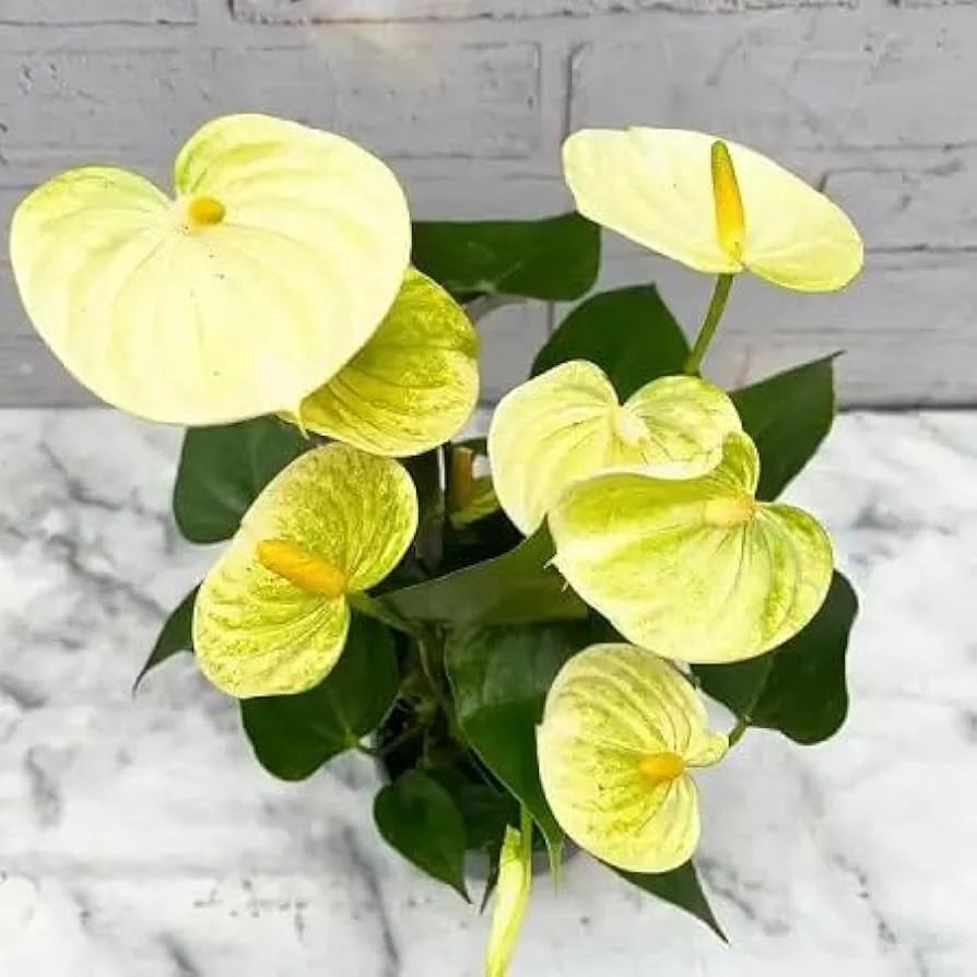 Anthurium Plant Seeds Heirloom Non GMO Planting - 100 pcs