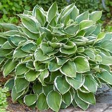 Hosta Perennial Plant Seeds for Planting - NON GMO Seeds for planting in home garden