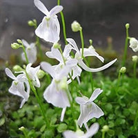 Utricularia Sandersonii Flower Seeds for Planting - Heirloom, NON-GMO Seeds for Garden Growth