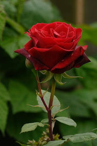 Rose Flower Seeds for Planting – Heirloom, Non-GMO Seeds for Beautiful Garden Blooms