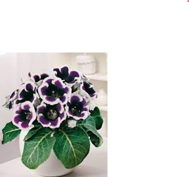 Black White Gloxinia Flower Seeds for Garden - NON GMO Seeds