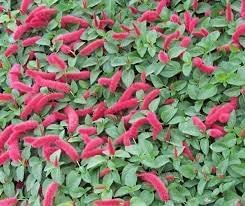 Acalypha Flower Seeds for Planting - NON GMO Seeds for planting in home garden