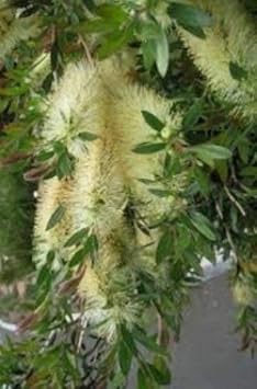 Green Callistemon Flower Seeds for Planting - 100 pcs seeds for planting in home garden