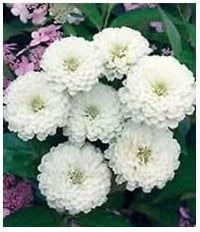 White Oklahoma Flower Seeds for Planting, 100 pcs