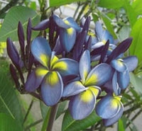 Blue Yellow Frangipani Flower Seeds – Heirloom Non-GMO Plumeria Seeds for Gardens seeds for planting in home garden