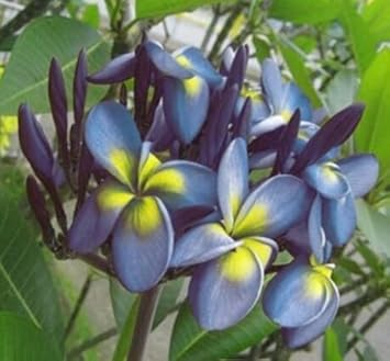 Blue Yellow Frangipani Flower Seeds – Heirloom Non-GMO Plumeria Seeds for Gardens seeds for planting in home garden