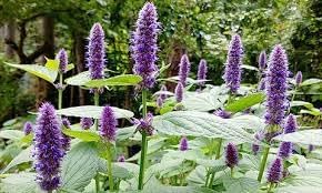 Agastache Rugosa Plant Seeds for Planting - 100 pcs seeds for planting in home garden