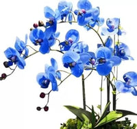 Sky (Sky scientific name) for planting in garden
