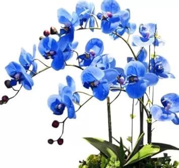 Sky (Sky scientific name) for planting in garden