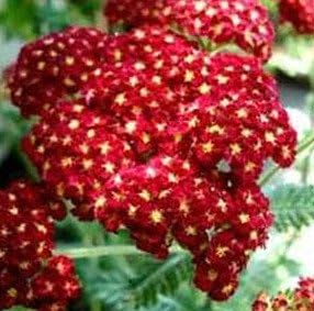 Red Achillea Flower Seeds for Planting - 100 pcs