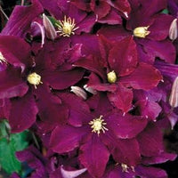Burgundy Clematis Flower Seeds – Heirloom Non-GMO Seeds for Garden Planting