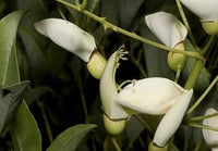 White Erythrina Crista Galli Flower Seeds for Planting - 100 Pcs pcs