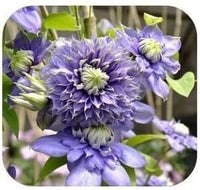 Purple Clematis Seeds for Garden - NON GMO Seeds