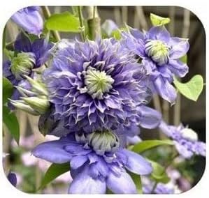 Purple Clematis Seeds for Garden - NON GMO Seeds for planting in home garden