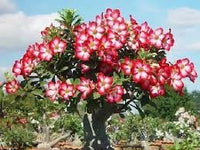 Ornamental Flower Seeds Heirloom Non GMO Planting - 100 pcs