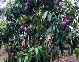 Annona Reticulata Fruit Seeds for Planting - Growing Delicious and Creamy Fruits, Ideal for Home Garden