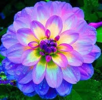 Yellow Blue Dahlia Flower Seeds â€“ Heirloom Non-GMO Seeds for Garden Planting for planting in home garden